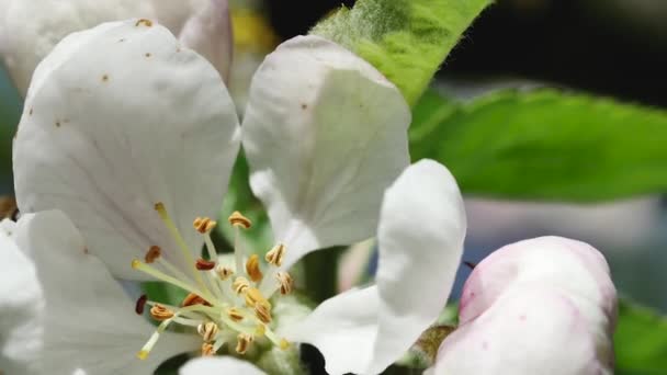 Včela Medová Prochází Květem Jabloně Makro — Stock video