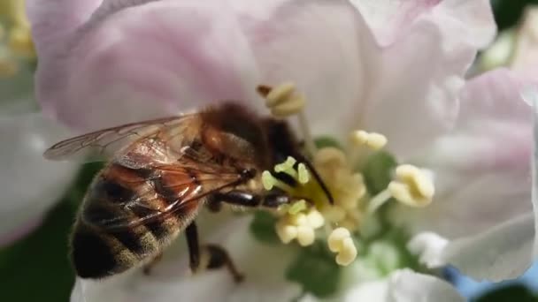 Μέλισσα Ένα Λουλούδι Μηλιάς Μακροεντολή — Αρχείο Βίντεο