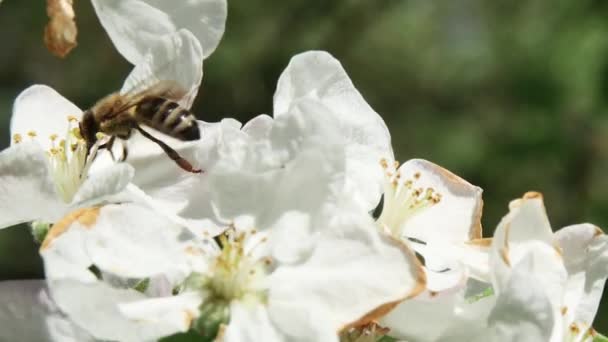 Μέλισσα Πετάει Μακριά Από Λουλούδι Μιας Μηλιάς — Αρχείο Βίντεο