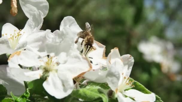 Abeja Miel Camina Sobre Las Flores Manzano — Vídeo de stock