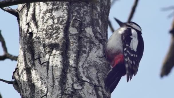 Der Mitteleuropäische Specht Auf Einem Baum Der Seinen Schnabel Auf — Stockvideo