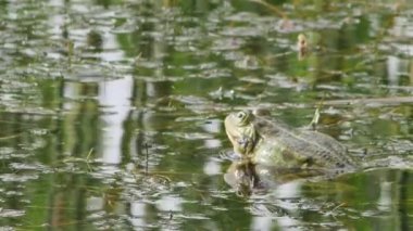 Göl kurbağası yeşil suda vıraklar, dikiz manzarası.
