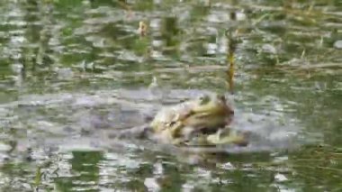 Göl kurbağaları zıplar ve yeşil suda vıraklar, yakından..