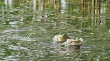 Göl kurbağaları yeşil göl suyunda zıplıyor ve vıraklıyor.