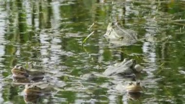 Birkaç göl kurbağası yeşil göl suyunda vıraklar..