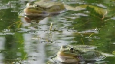 Gölün yeşil sularındaki iki kurbağa çiftleşme mevsiminde vıraklar.