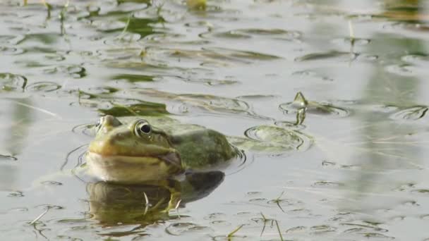 池塘里的青蛙在交配季节啼叫 — 图库视频影像