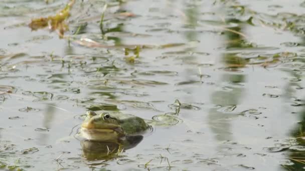 繁殖期に池のカエルが群れをなして — ストック動画