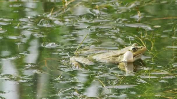 Зеленая Лягушка Квакает Надувая Горловую Сумку Зеленой Воде Вид Сбоку — стоковое видео