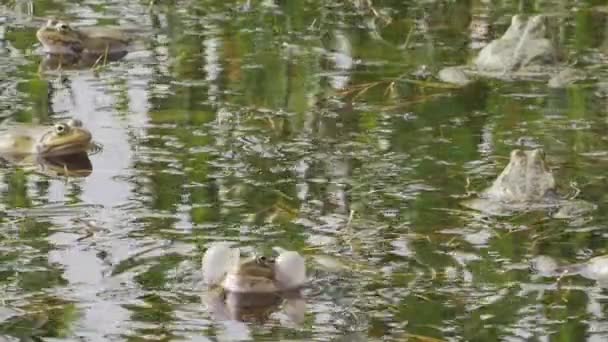 Žáby Zelené Vodě Rybníka Skřehotají Během Období Páření — Stock video