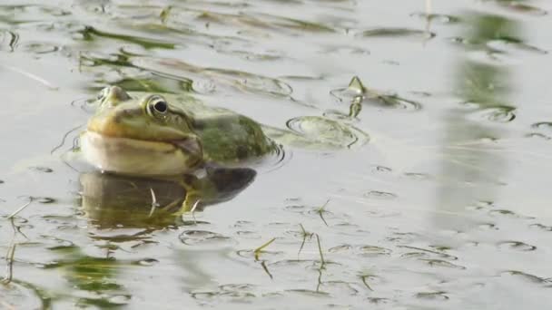 Green Frog Lake Grass Front View Close — Stock Video