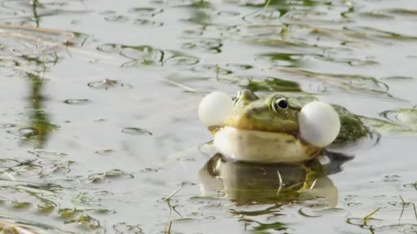 Grüner Frosch Krächzt Aufgeblasene Kehltaschen Lockt Einen Partner Nahaufnahme — Stockvideo