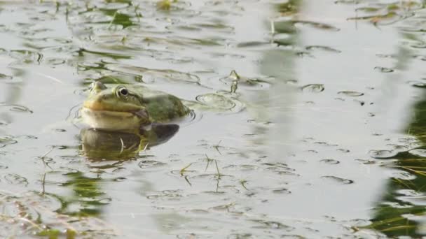 Πράσινο Βάτραχος Μια Λίμνη Γρασίδι Θέα Μπροστά — Αρχείο Βίντεο