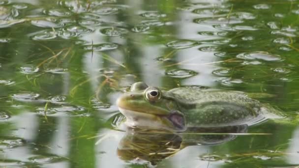Green Frog Resting Croaking Green Water Side View — Stock Video