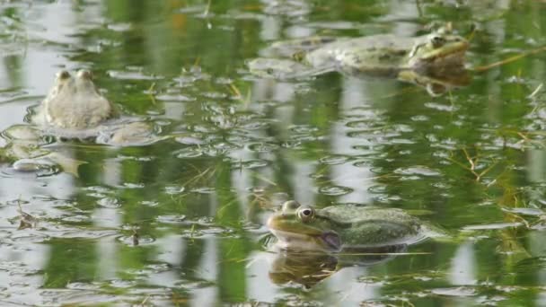 绿青蛙在绿水中休息 — 图库视频影像