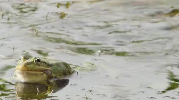Ranas Verdes Inflan Sus Bolsas Garganta Durante Temporada Apareamiento Lago — Vídeos de Stock