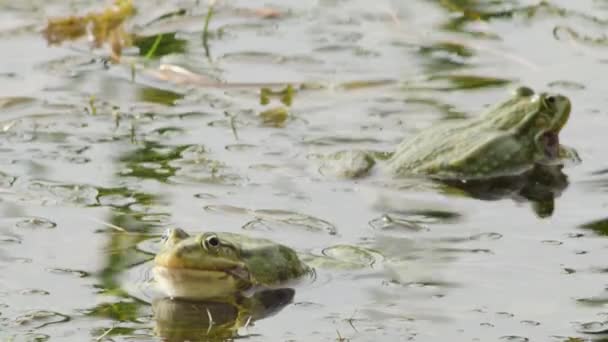在湖中的交配季节 绿色青蛙会把它们的喉咙鼓起来 — 图库视频影像
