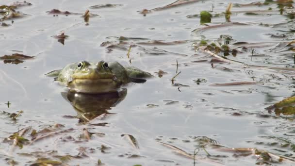 호수의 개구리 가까이 — 비디오