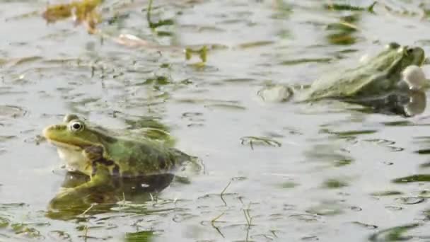 Zelené Žáby Nafouknout Své Hrdlo Váčky Během Období Páření — Stock video