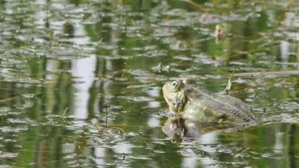 湖蛙在绿水中啼叫 后视镜 — 图库视频影像