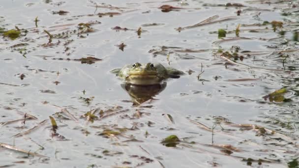 湖蛙在湖草中 — 图库视频影像