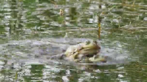 緑の水の中でカエルが飛び込んできて群れをなして — ストック動画