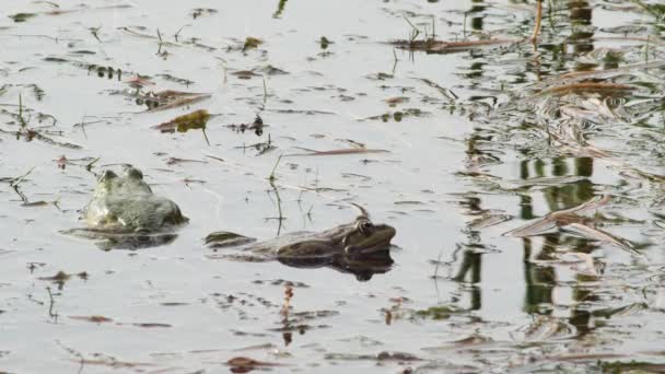 湖蛙在湖草中啼叫 — 图库视频影像