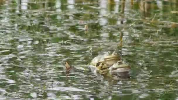 湖中的青蛙跳来跳去 在湖中啼叫 — 图库视频影像
