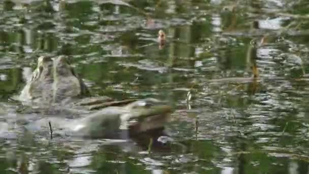 在交配季节 湖中的青蛙在湖中跳着叫着 它们的喉咙也在膨胀 — 图库视频影像