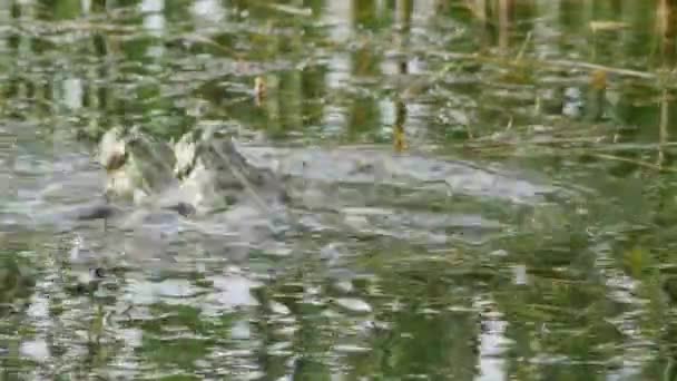 湖蛙在绿水中跳跃和啼叫 后视镜 — 图库视频影像