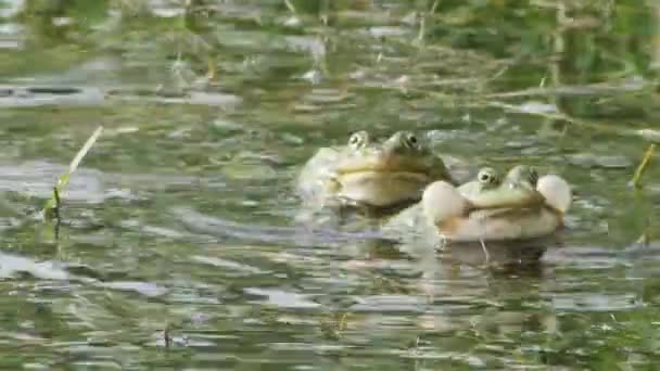 湖蛙在膨胀喉咙囊 前视镜 特写时跳着叫着叫着 — 图库视频影像