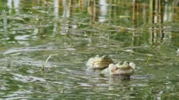 Sapos Lago Saltando Croaking Água Verde Lago Vista Frontal — Vídeo de Stock
