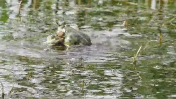 湖蛙在绿色湖水中跳跃和啼叫 后视镜 — 图库视频影像