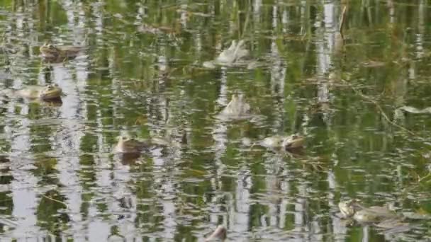 许多青蛙在交配季节生活在绿水里 — 图库视频影像