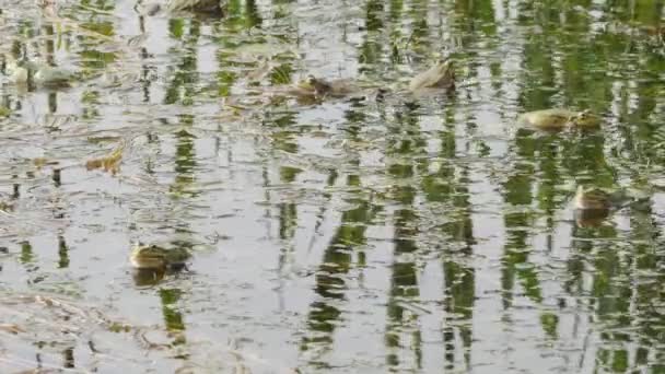 Muchas Ranas Agua Verde Del Estanque Croan Durante Temporada Apareamiento — Vídeos de Stock