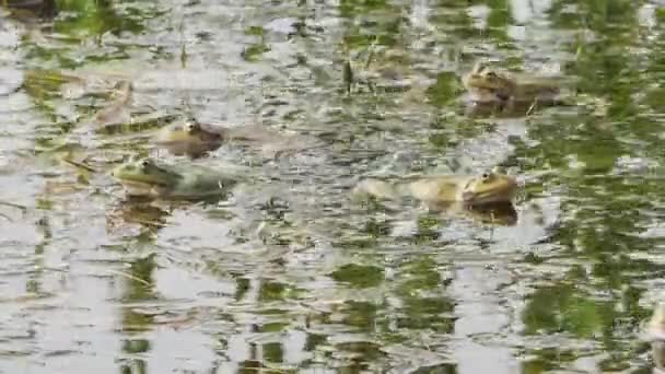 Muitas Rãs Lago Com Algas Croak Durante Época Acasalamento — Vídeo de Stock