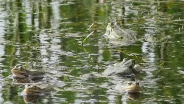 호수에 마리의 개구리가 초록색 속에서 뒹굴다 — 비디오