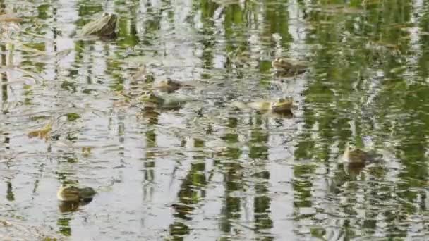 Muchas Ranas Lago Croak Durante Temporada Apareamiento — Vídeos de Stock
