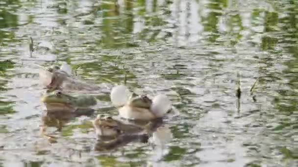 几只湖蛙在碧绿的湖水中跳跃和啼叫 — 图库视频影像
