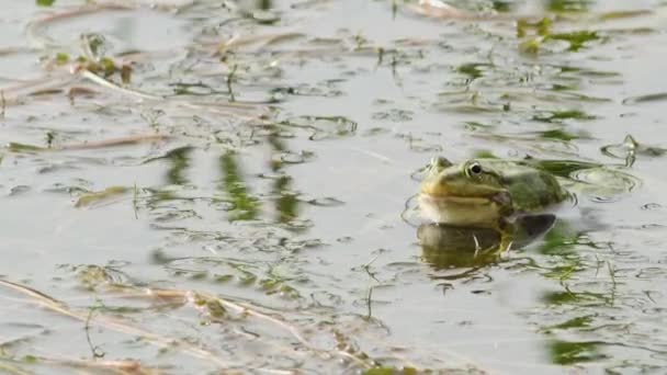 Krächzt Der Grüne Frosch Bläst Die Kehltaschen Auf Und Lockt — Stockvideo