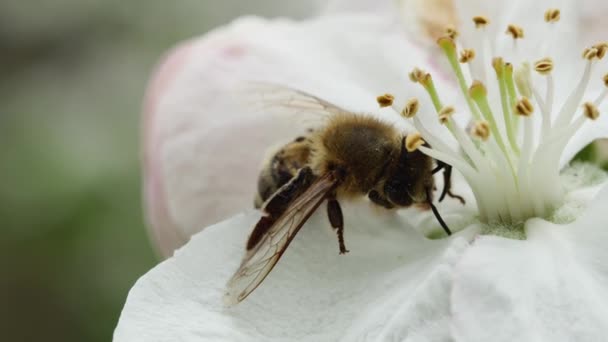 Halbtote Honigbiene Auf Einer Schönen Apfelbaumblüte Nahaufnahme — Stockvideo
