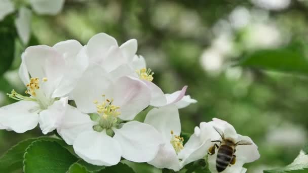 Пчела Летает Вокруг Цветущих Цветов Яблони Красивом Фоне — стоковое видео