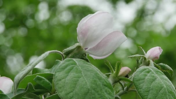 Abeille Miel Grimpe Fleur Fleurie Coing Dans Forêt — Video