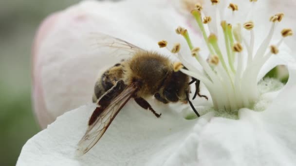 Unbewegte Honigbiene Auf Einer Schönen Blühenden Apfelbaumblüte — Stockvideo