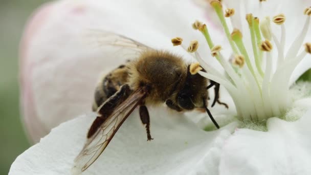 Nehybná Včela Kvetoucím Květu Jabloně Detailní Záběr — Stock video