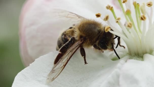 Nehybná Stagnující Včela Krásném Kvetoucím Květu Jabloně Makro — Stock video