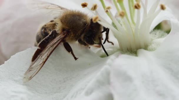 在苹果树花上的静止的蜜蜂 — 图库视频影像