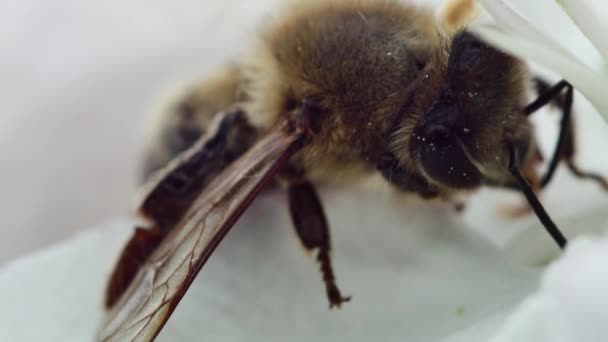 Нерухома Медова Бджола Квітучій Квітці Макрос — стокове відео