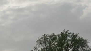 Güzel sabah bulutlarının bir bahar ağacı üzerindeki hareketlerinin zamanı..