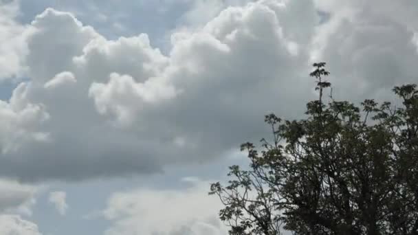 Gökyüzünü Karartma Zamanı Güzel Bulutlardan Bahar Cevizi Ağacının Üzerinden — Stok video